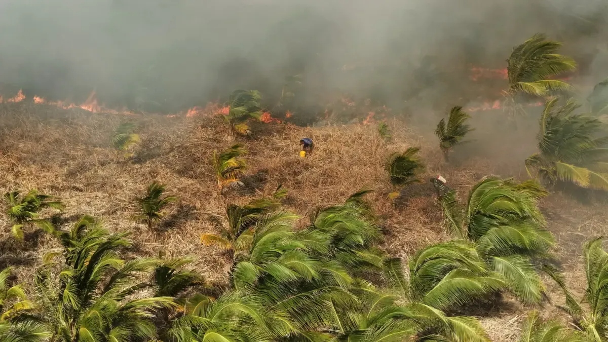 Más de 43 hectáreas han sido afectadas por incendio forestal en Isla Salamanca